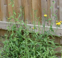 Hawkweed Oxtongue