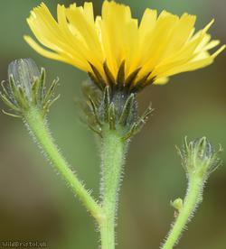 Hawkweed Oxtongue