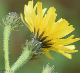 Hawkweed Oxtongue