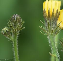 Hawkweed Oxtongue