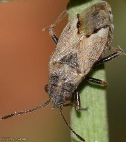 Nysius thymi