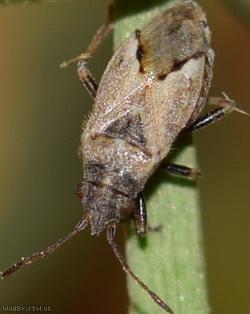 Nysius thymi