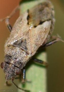 Nysius thymi