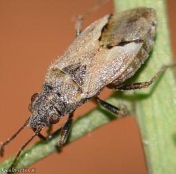 Nysius thymi
