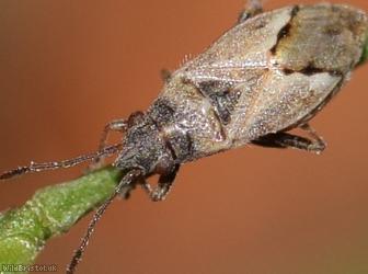 Nysius thymi