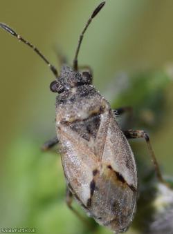 image for Nysius thymi