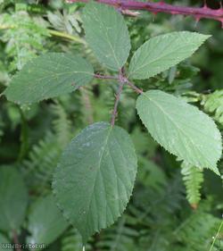 Rubus 'Lord's Wood lasioclados'?