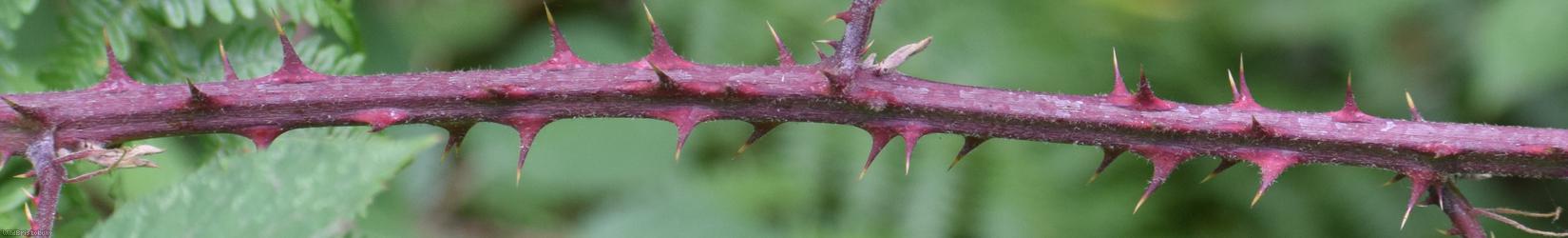 Rubus 'Lord's Wood lasioclados'?