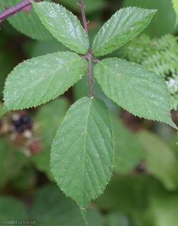 Rubus 'Lord's Wood lasioclados'?
