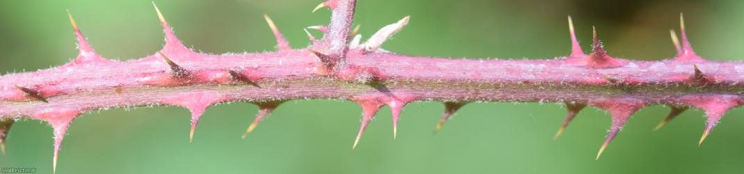Rubus 'Lord's Wood lasioclados'?