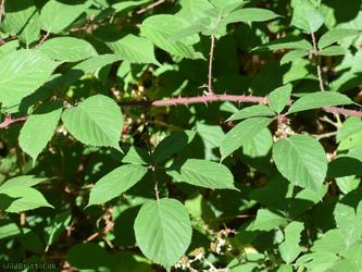 Rubus 'Lord's Wood lasioclados'?