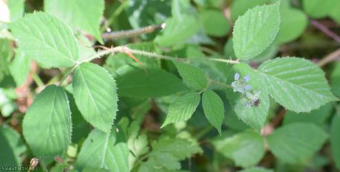 Rubus 'Lord's Wood lasioclados'?
