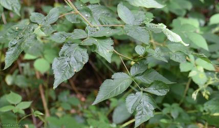 Loch Ness Bramble