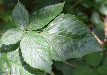 Loch Ness Bramble