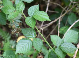Loch Ness Bramble