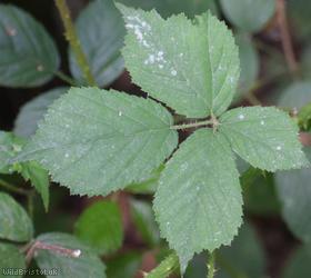 Fine-panicled Bramble