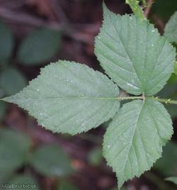 Fine-panicled Bramble