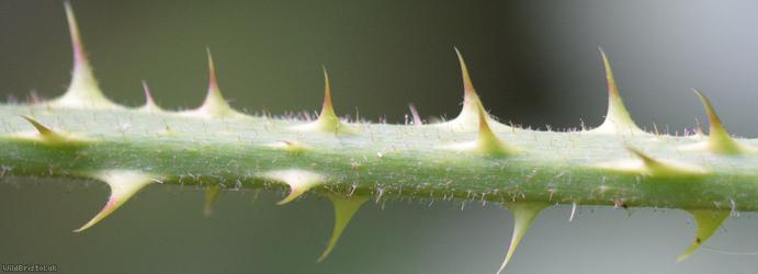 Fine-panicled Bramble