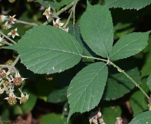 Fine-panicled Bramble