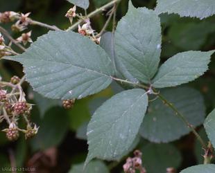 Fine-panicled Bramble