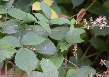 Fine-panicled Bramble