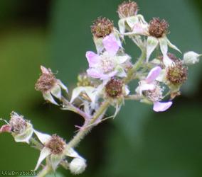 Fine-panicled Bramble