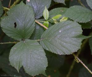 Fine-panicled Bramble