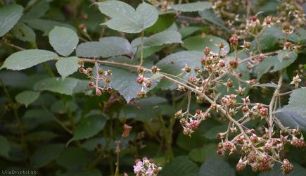 Fine-panicled Bramble