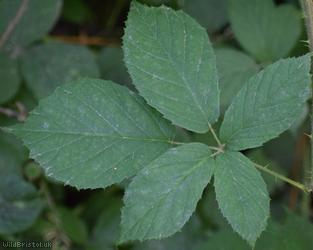 Retrorse-toothed Bramble
