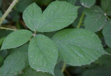 Retrorse-toothed Bramble