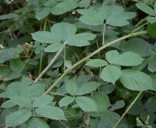 Retrorse-toothed Bramble
