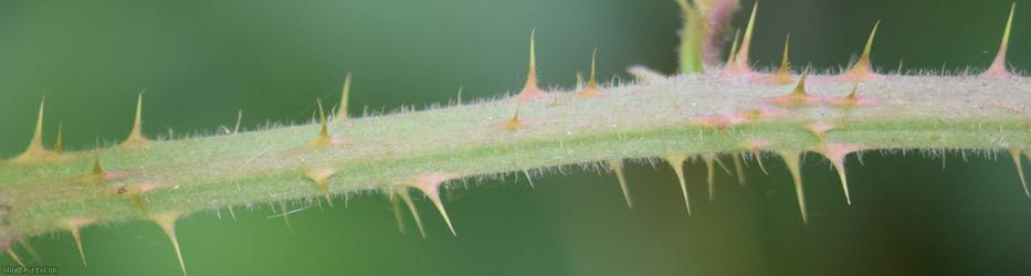 Retrorse-toothed Bramble