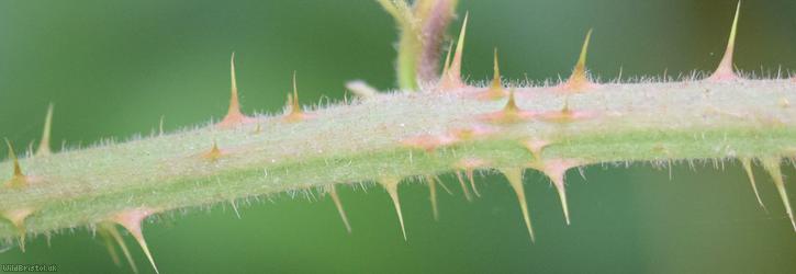 Retrorse-toothed Bramble