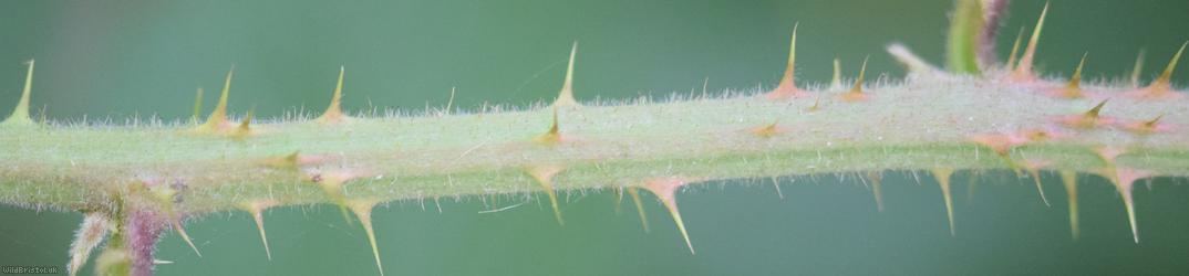Retrorse-toothed Bramble