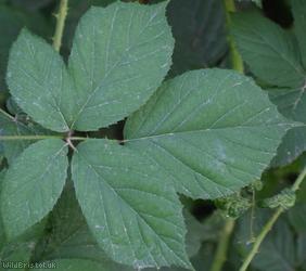 Retrorse-toothed Bramble