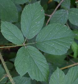 Retrorse-toothed Bramble