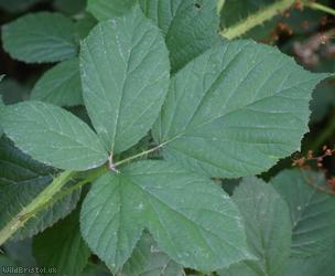 Retrorse-toothed Bramble