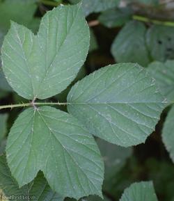 Retrorse-toothed Bramble