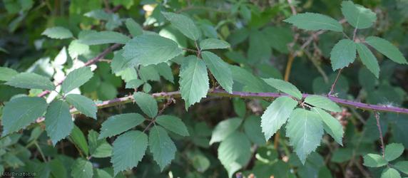Echinate Bramble