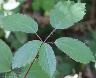 Echinate Bramble