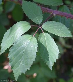 Echinate Bramble