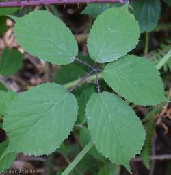 Rubus trichodes