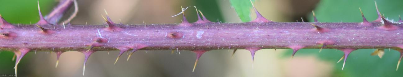 Rubus trichodes