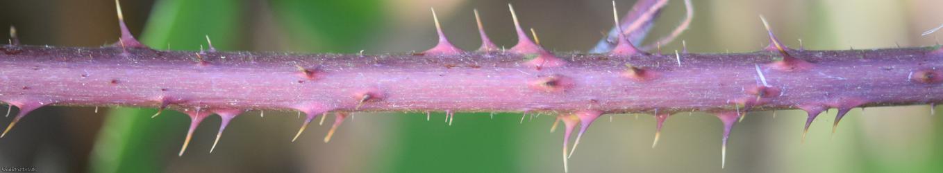 Rubus trichodes