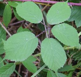 Rubus trichodes