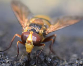 Wasp Plumehorn