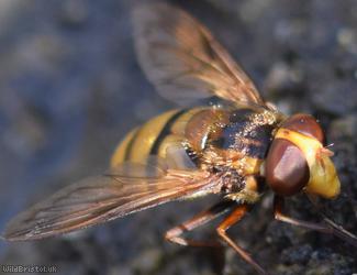Wasp Plumehorn