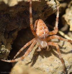 Garden Spider