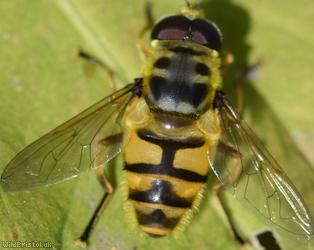 Batman Hoverfly