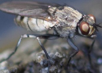 Ephydridae Unidentified 1